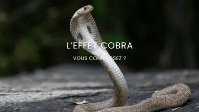 Connaissez-vous l'effet Cobra ?