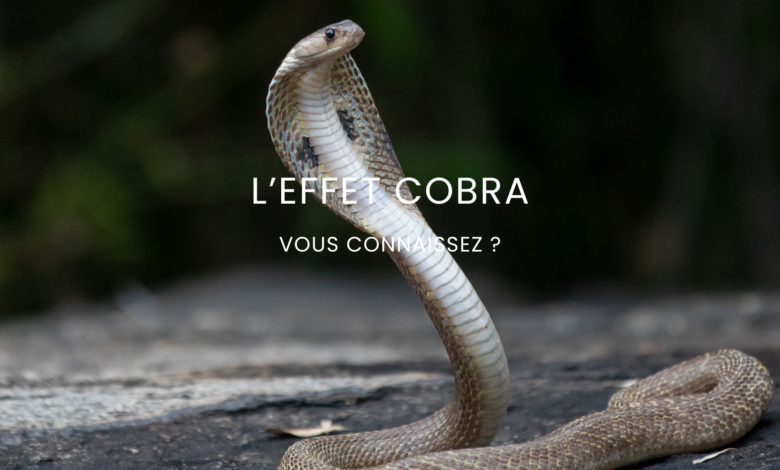 Connaissez-vous l'effet Cobra ?