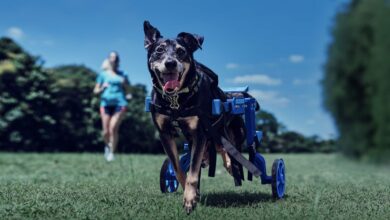 Decathlon crée des chariots roulants pour les chiens handicapés au Brésil