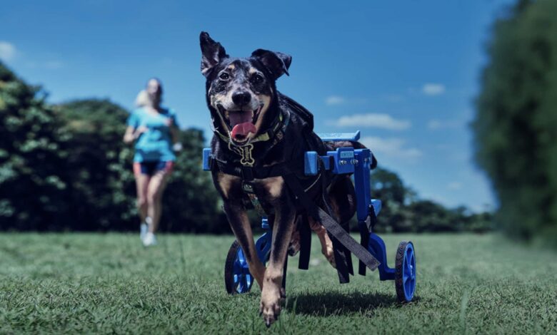 Decathlon crée des chariots roulants pour les chiens handicapés au Brésil