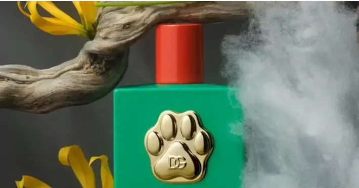 Dolce & Gabbana se met au parfum pour chien