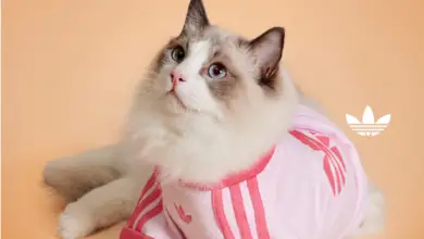 Adidas habille (aussi) vos animaux : la collection “Adidas Originals Pet” transforme chiens et chats en icônes streetwear