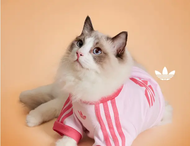 Adidas habille (aussi) vos animaux : la collection “Adidas Originals Pet” transforme chiens et chats en icônes streetwear