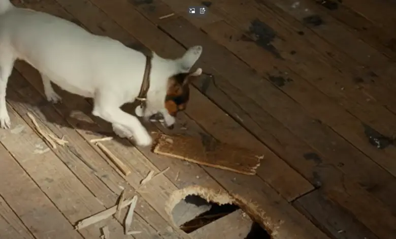 Vidéo TikTok d’un avant/après de rénovation avec Castorama