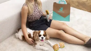 Chien jouant avec un jouet en forme de pizza à côté d’un plat Deliveroo