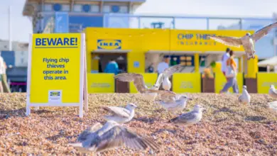 Kiosque IKEA à Brighton proposant une assurance contre le vol de frites par les mouettes