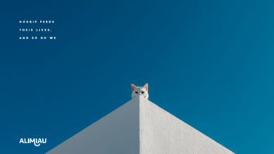 Chat espion derrière un mur pastel – campagne Alimiau